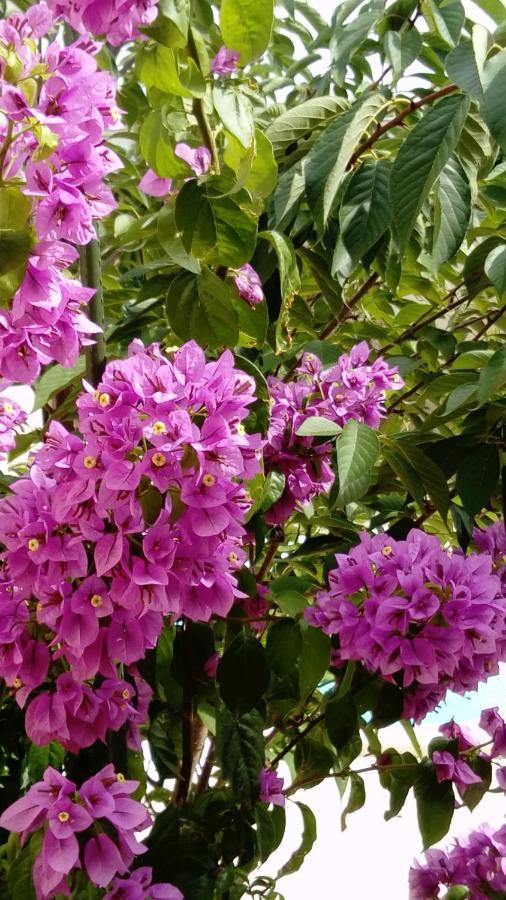 L'Hibiscus Chambre D'Hote Awinion Zewnętrze zdjęcie